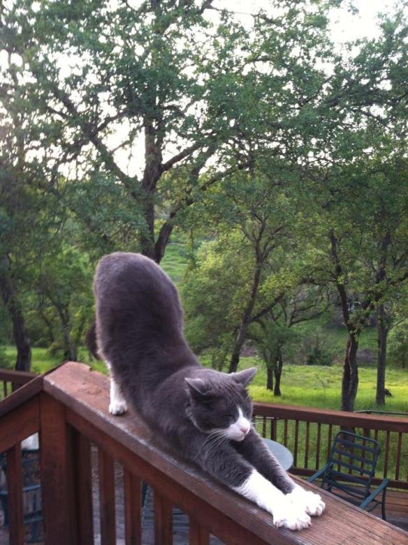 Yoga Cat