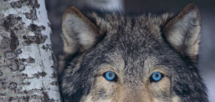 Mysterious Friendships