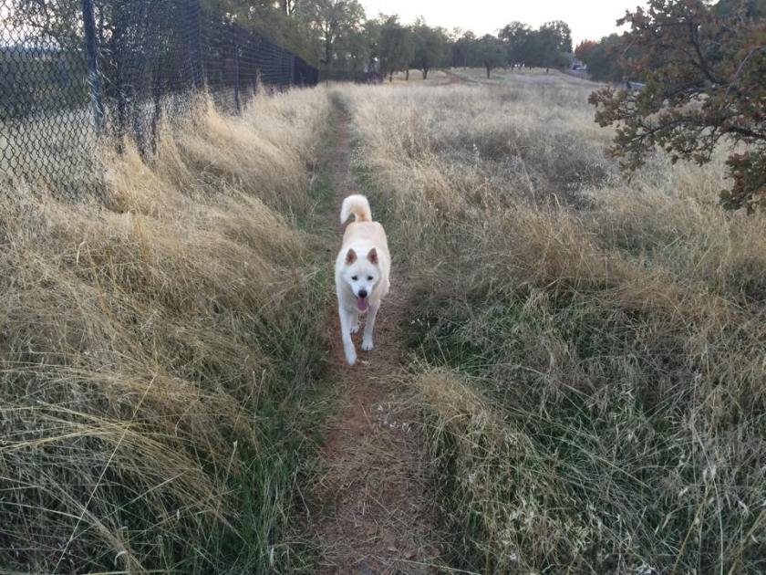 Dog walk along Lake Natoma with Marla Todd and Jasmine