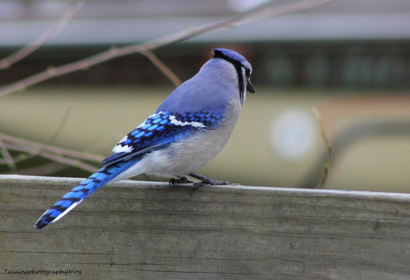 Blue Jay 013
