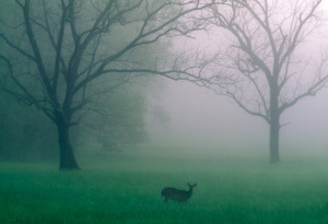 Girl in the The Woods: Allegory (Serial Novel, Part&nbsp;16)